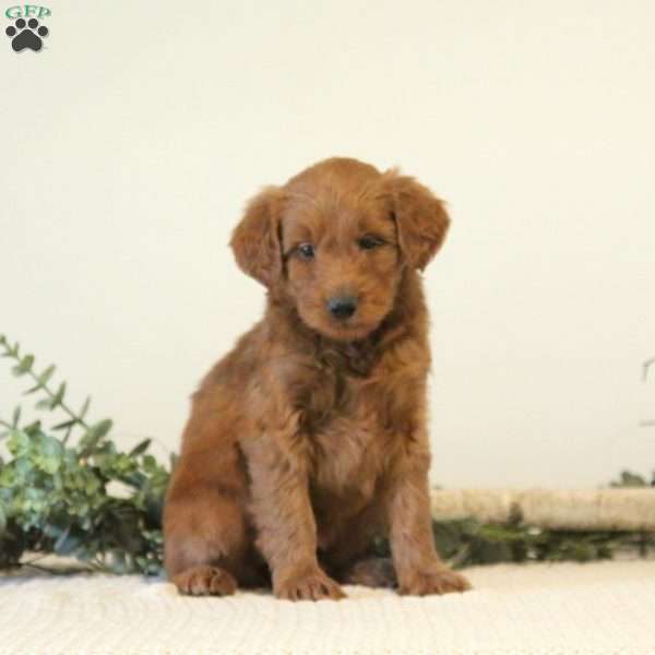 Blossom, Mini Goldendoodle Puppy